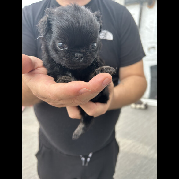 Pug - Both
