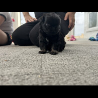 Pug - Both