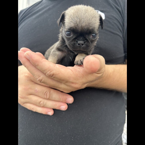 Pug - Both