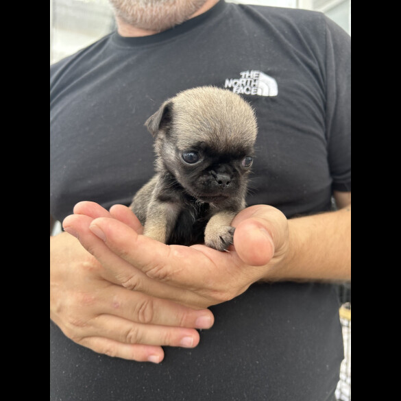 Pug - Both