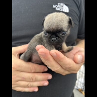 Pug - Both