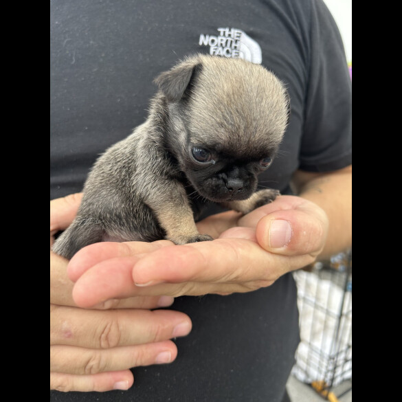 Pug - Both