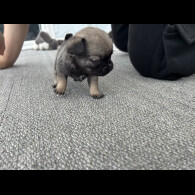 Pug - Both