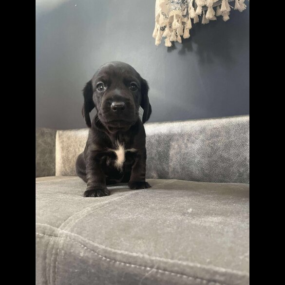 Mixed Breed