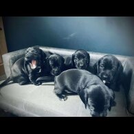 Mixed Breed