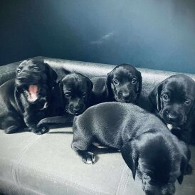 Mixed Breed