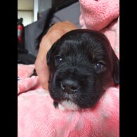 Mixed Breed
