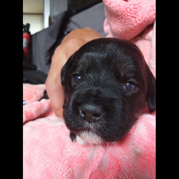 Mixed Breed