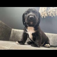 Mixed Breed