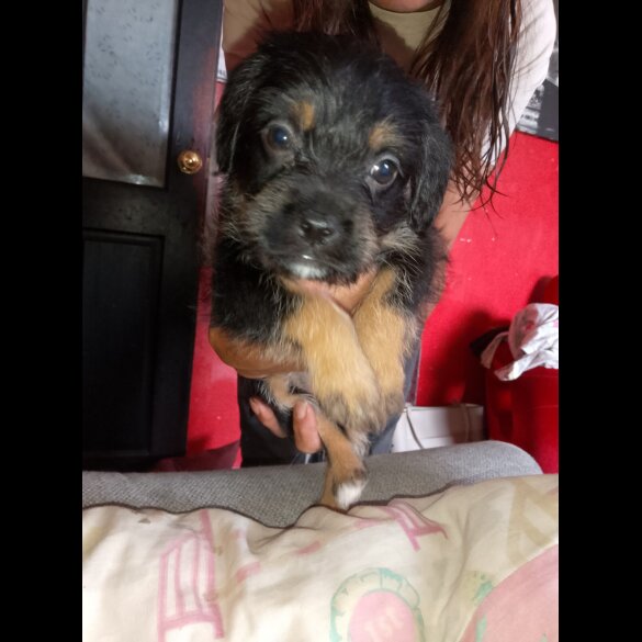Mixed Breed