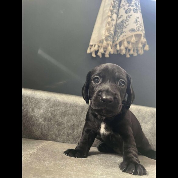 Mixed Breed