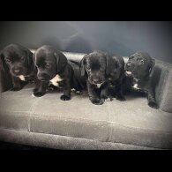 Mixed Breed