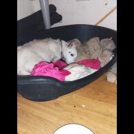 Mixed Breed