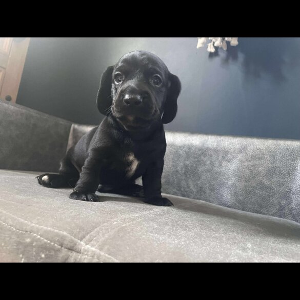 Mixed Breed