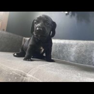 Mixed Breed