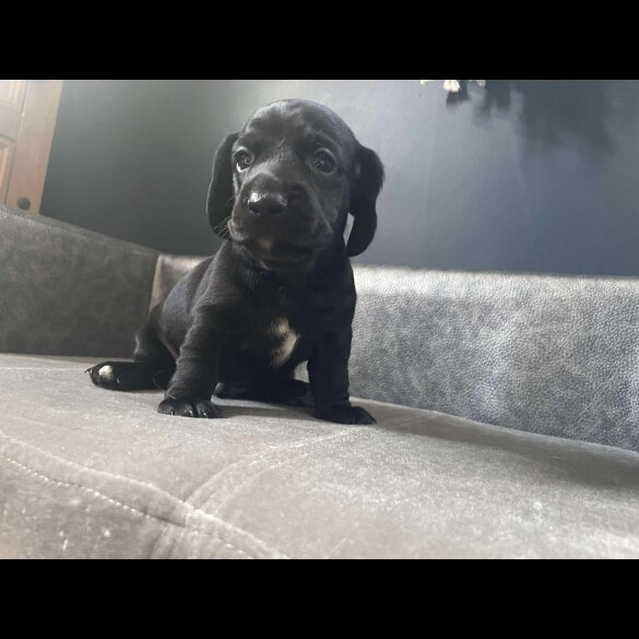Mixed Breed