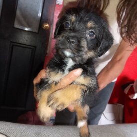 Mixed Breed