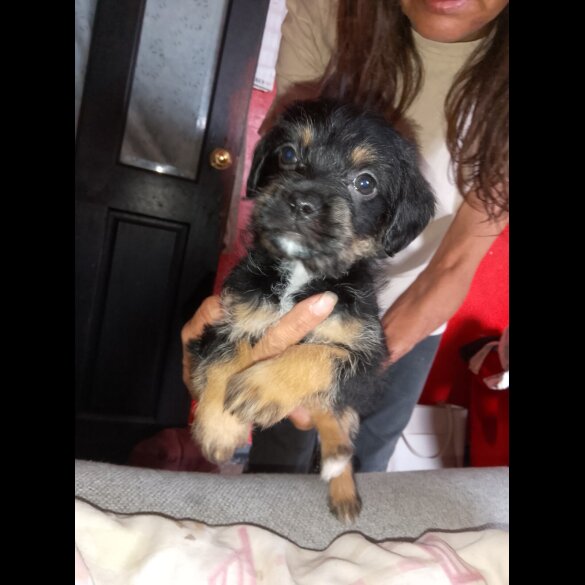 Mixed Breed