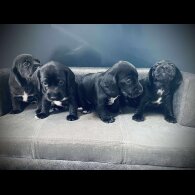 Mixed Breed