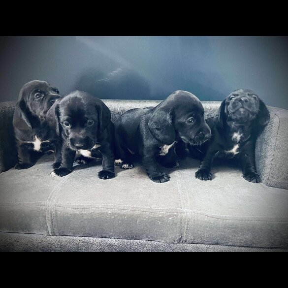 Mixed Breed