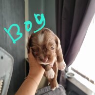 Dachshund (Long Haired)