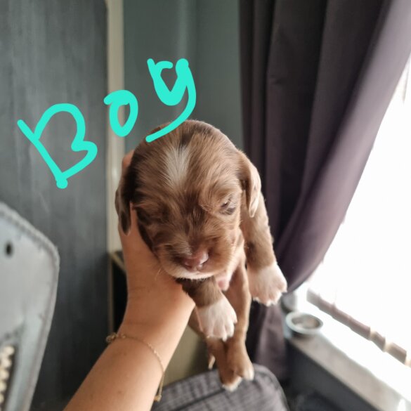 Dachshund (Long Haired)