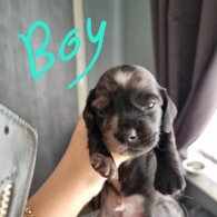 Dachshund (Long Haired)