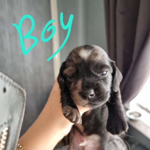 Dachshund (Long Haired)