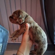 Dachshund (Long Haired)