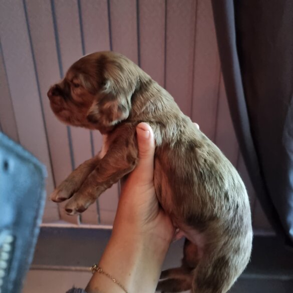 Dachshund (Long Haired)