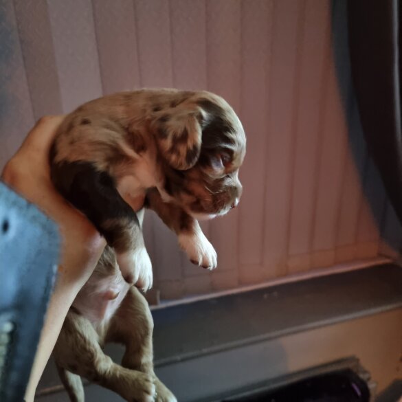 Dachshund (Long Haired)