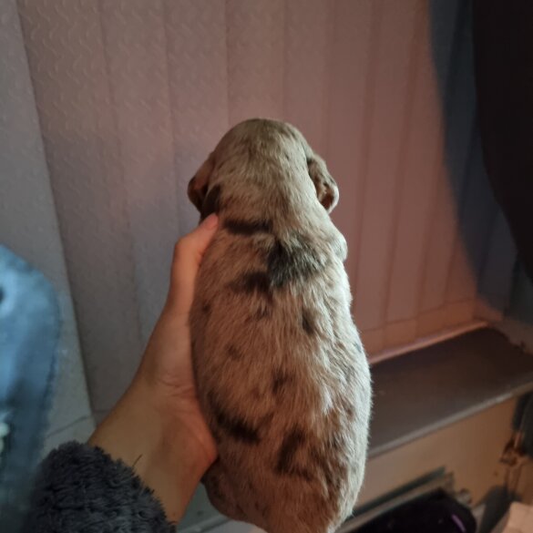 Dachshund (Long Haired)