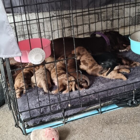 Dachshund (Long Haired)