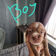 Dachshund (Long Haired)