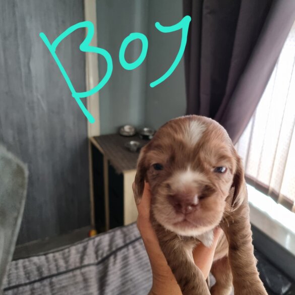 Dachshund (Long Haired)