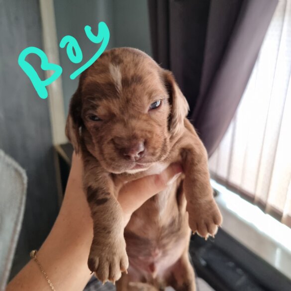 Dachshund (Long Haired)