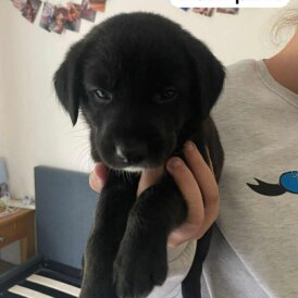 Labrador Retriever