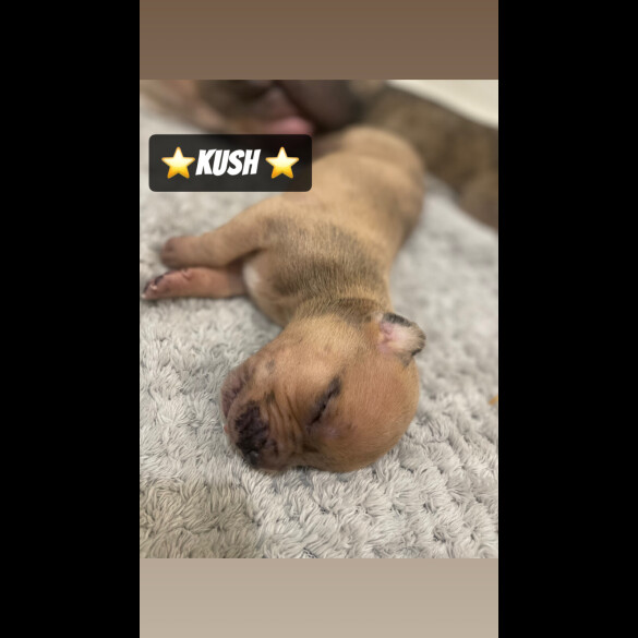 Mixed Breed