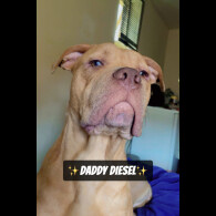 Mixed Breed