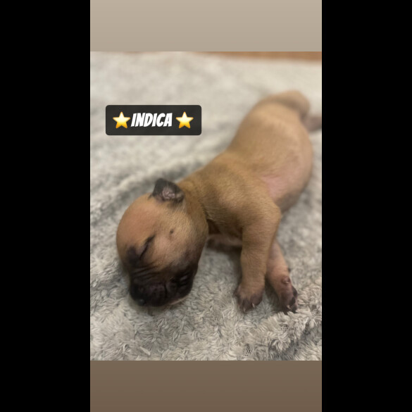 Mixed Breed