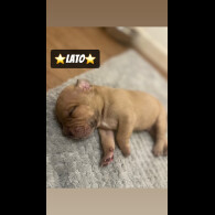Mixed Breed