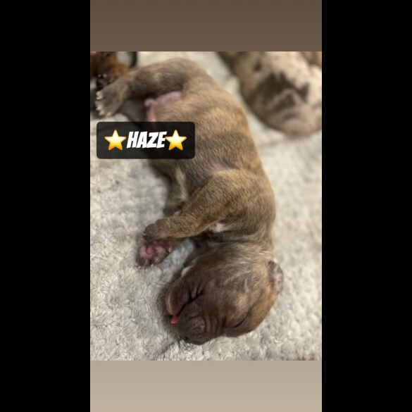 Mixed Breed