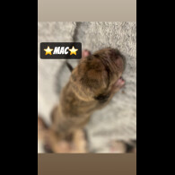 Mixed Breed