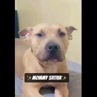 Mixed Breed