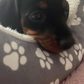Dachshund (Miniature Smooth Haired)