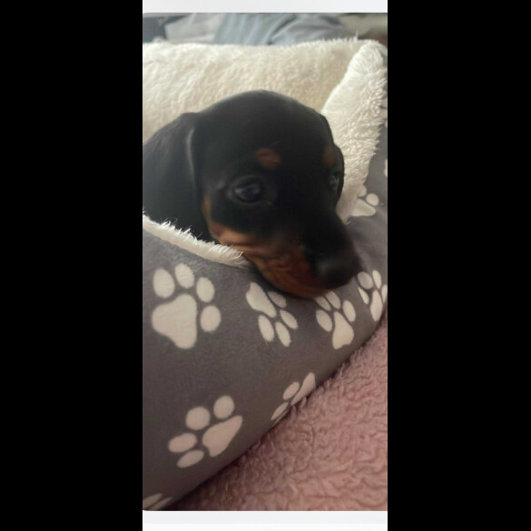 Dachshund (Miniature Smooth Haired)