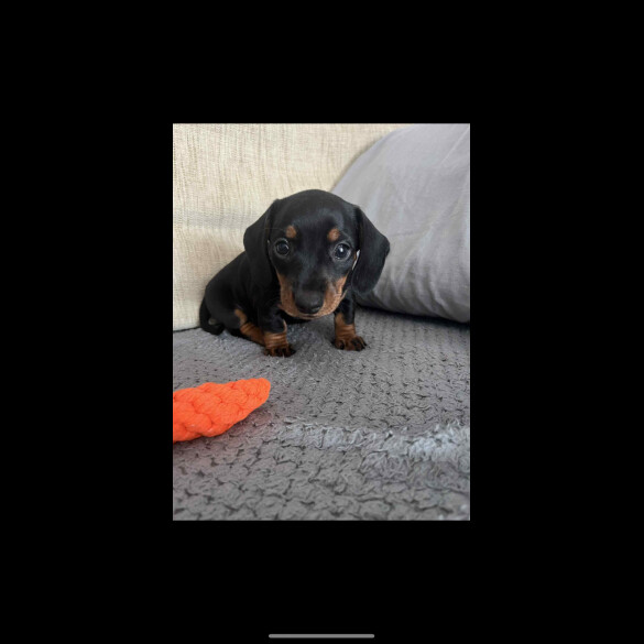 Dachshund (Miniature Smooth Haired)