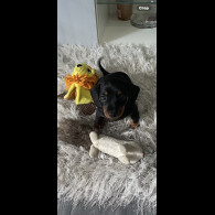 Dachshund (Miniature Smooth Haired)
