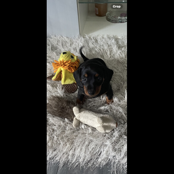 Dachshund (Miniature Smooth Haired)