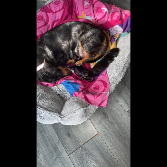 Dachshund (Miniature Smooth Haired)